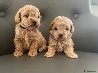 Cavapoo dogs F1 Cavapoo HEALTH TESTED - Advert 3