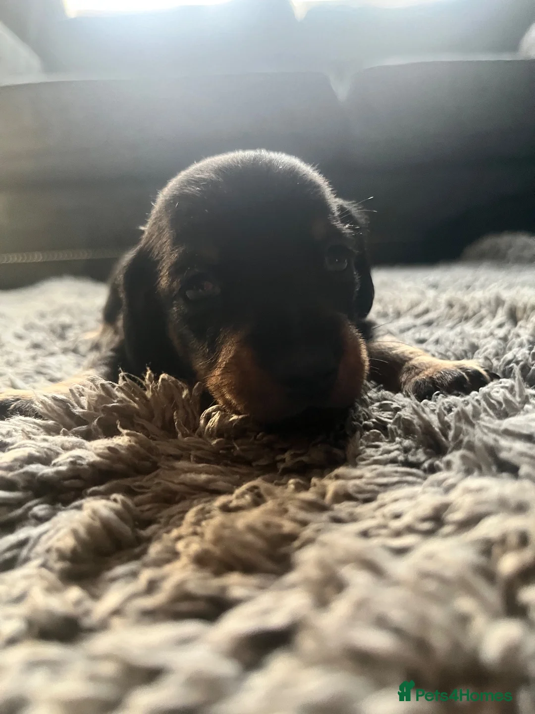 Miniature Dachshund dogs for sale: Minature dachshund  - Advert 18