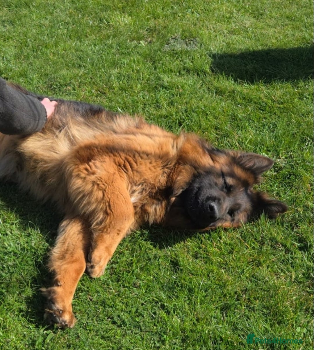 German Shepherd dogs for sale: One female left -QUALITY GSD PUPS LONG HAIR - Advert 6