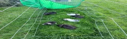 Mixed Breed rabbits for sale: Baby lop rabbits available  - Advert 8