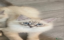 Siberian cats for sale: Siberian kittens   Neva Masquerade White - Image 7