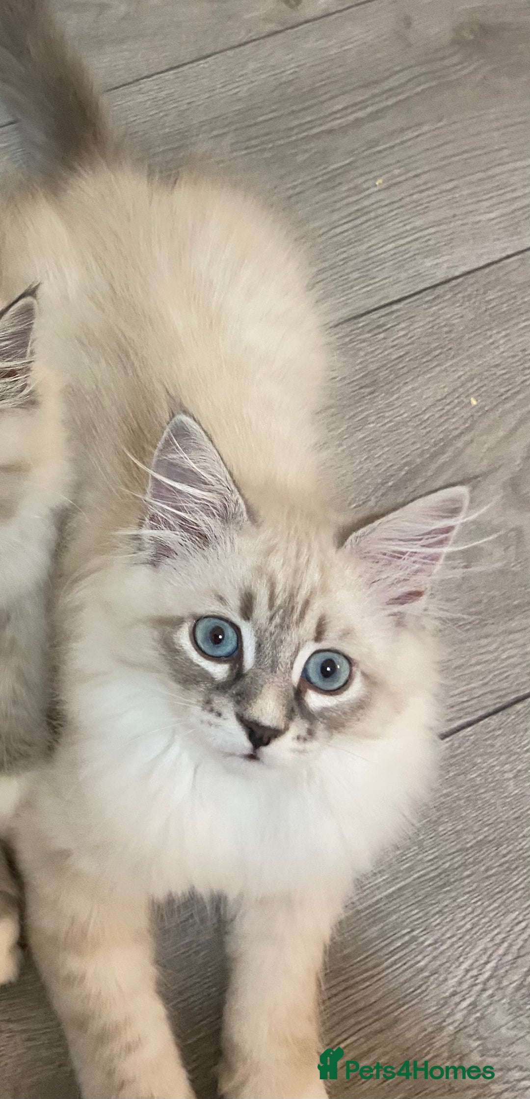 Siberian cats for sale: Siberian kittens   Neva Masquerade White - Image 7