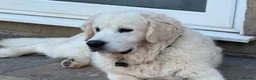 Golden Retriever dogs for sale: KC reg fully health tested 1 year old male  - Advert 5