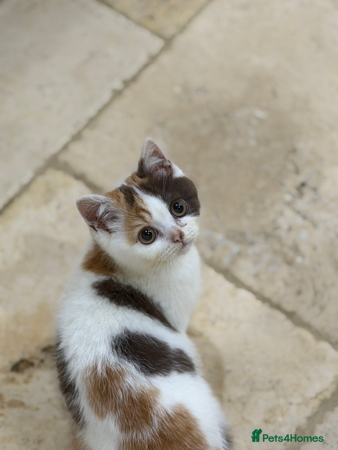 British Shorthair cats for sale: 😽Full Pedigree Registered BSH🌷Trusted Breeder - Advert 10