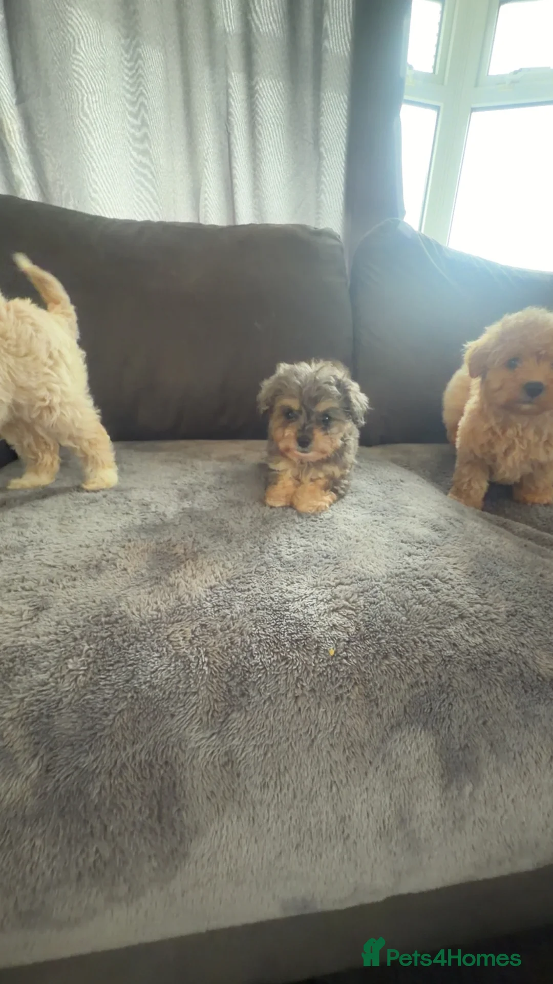 Maltipoo dogs for sale: 4 beautiful Maltipoo  - Advert 4