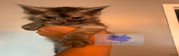 Maine Coon cats for sale: 👑TICA reg, Chunky Smoke Maine coon babies  - Advert 15