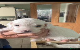 English Setter dogs for sale: English setter pups - Image 8