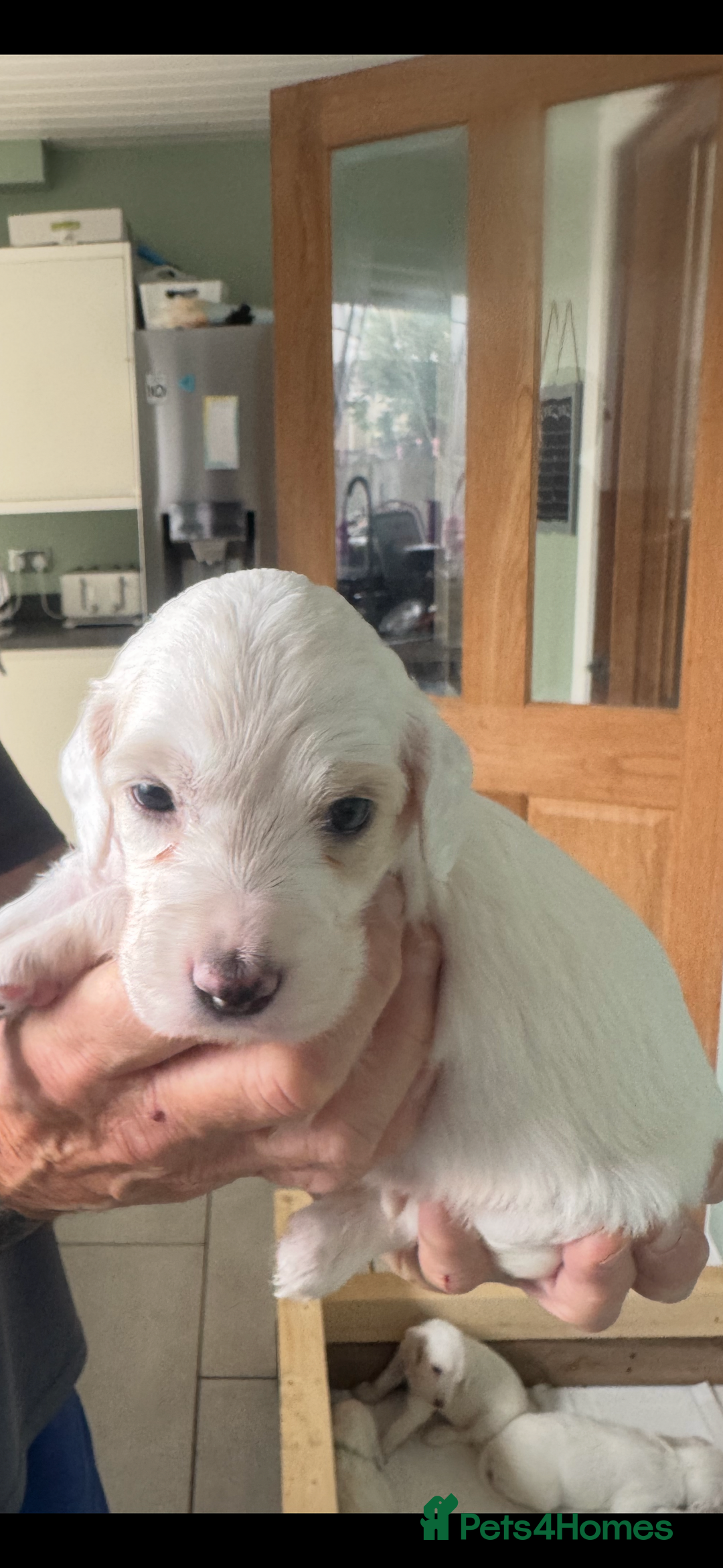 English Setter dogs for sale: English setter pups - Image 8