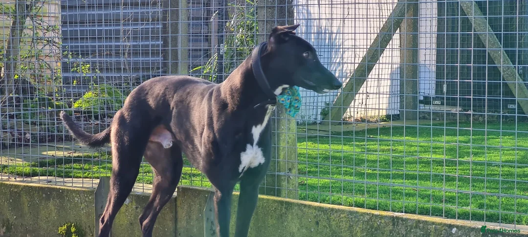 Greyhound dogs for adoption: Turbo - Advert 2