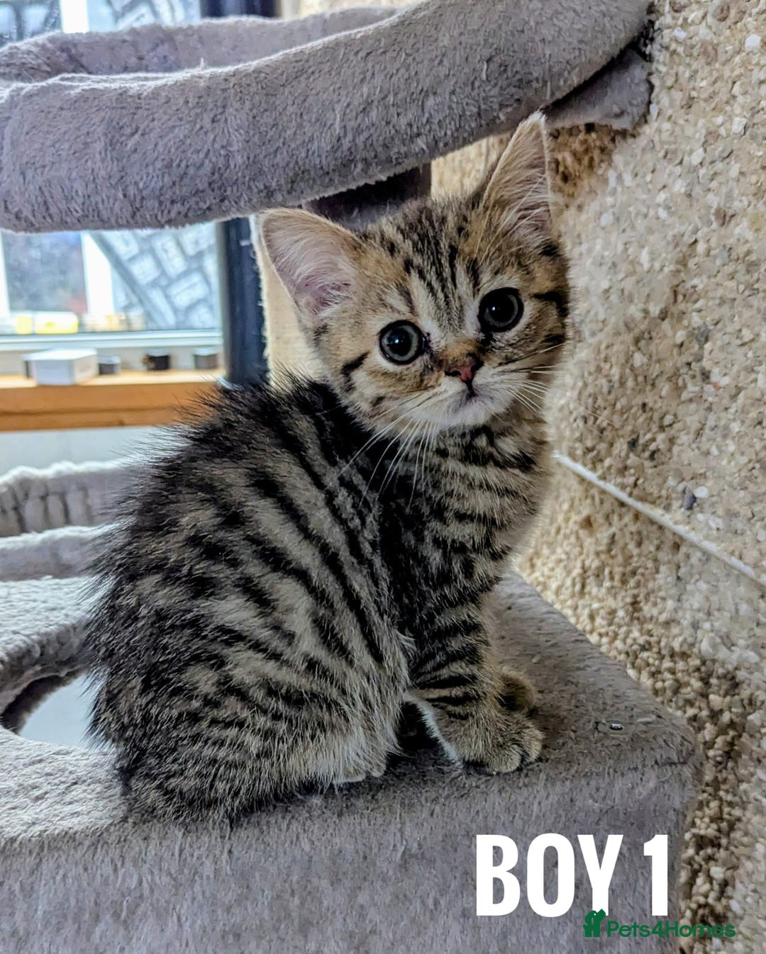 Mixed Breed cats for sale: Adorable kittens  - Image 3