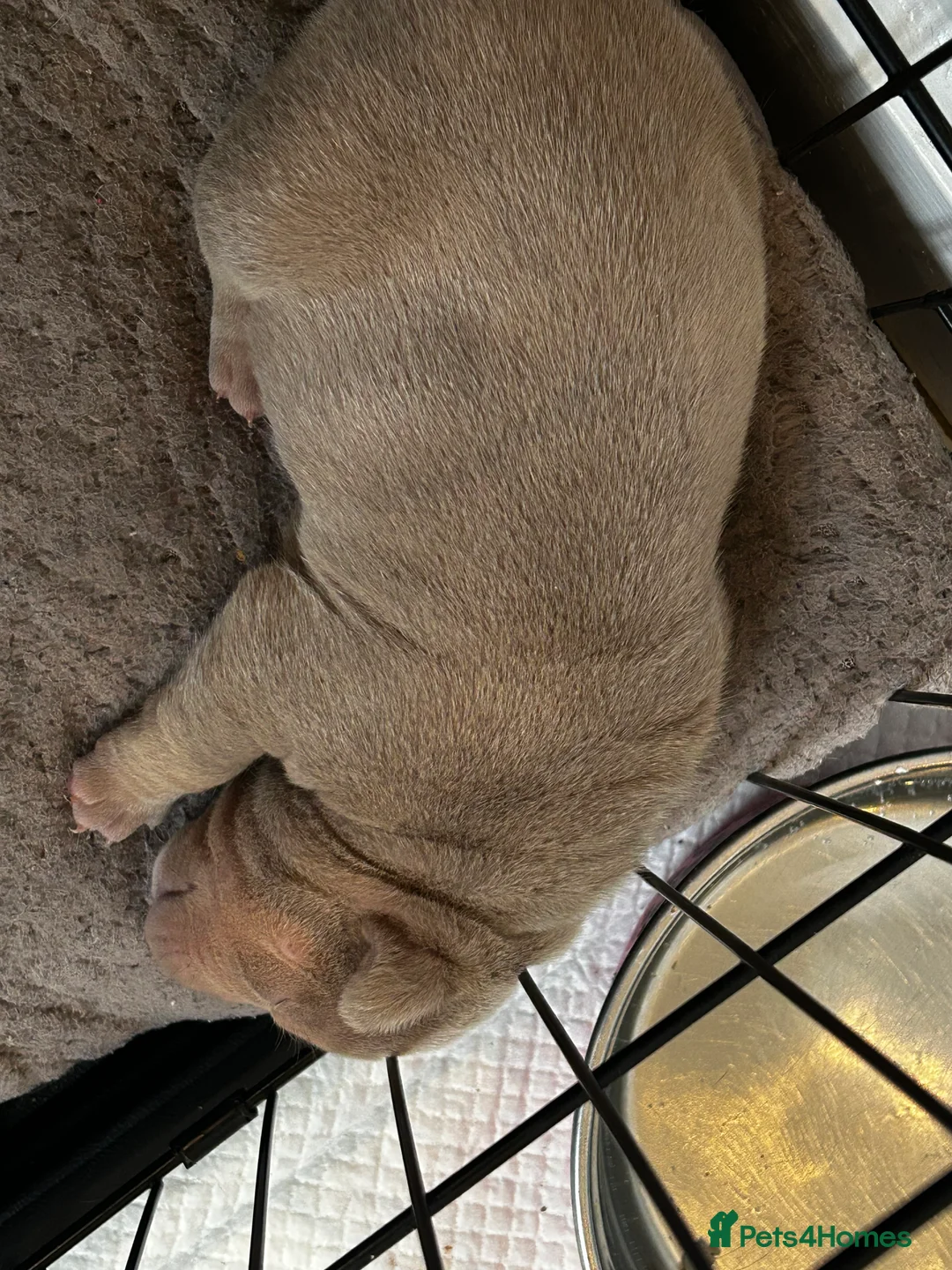 American Bully dogs for sale: New vids litter available in 5 weeks read ad  - Advert 3