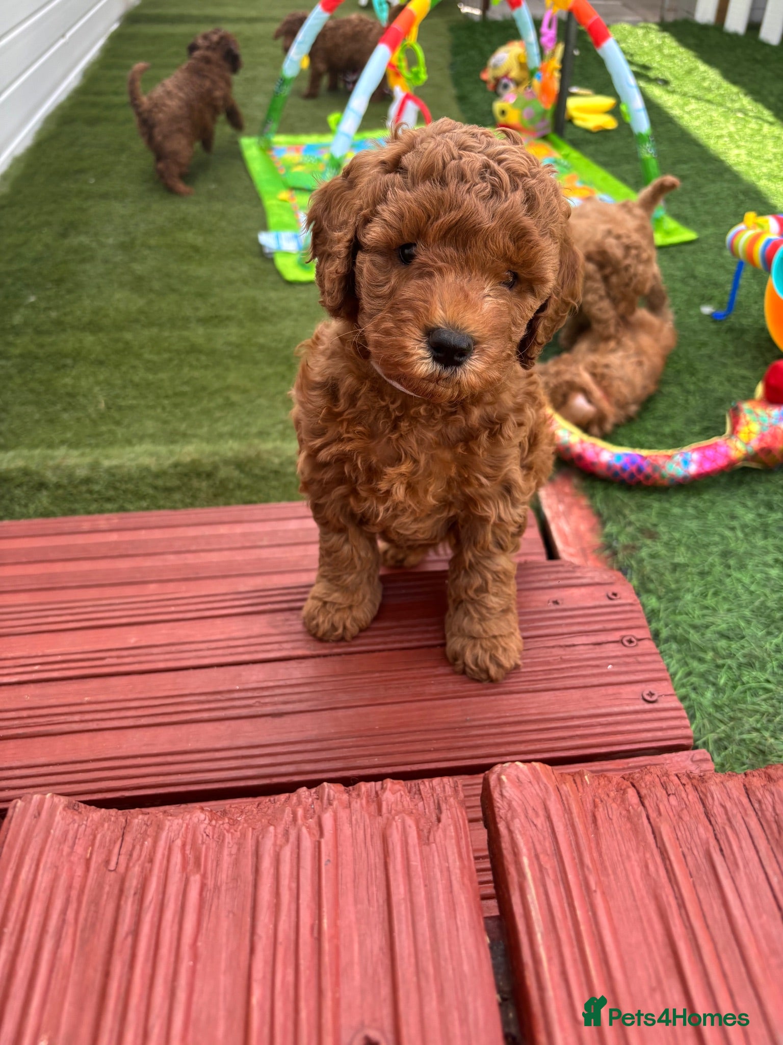 Cockapoo dogs STUNNING COCKAPOO PUPPYS EXTENSIVELY HEALTH TESTED - Advert 2