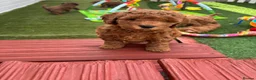 Cockapoo dogs for sale: STUNNING COCKAPOO PUPPYS EXTENSIVELY HEALTH TESTED - Advert 2