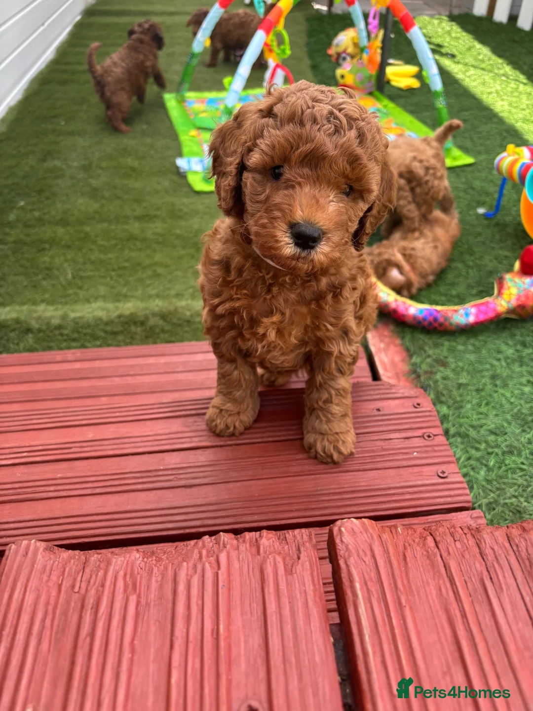 Cockapoo dogs for sale: STUNNING COCKAPOO PUPPYS EXTENSIVELY HEALTH TESTED - Advert 2
