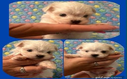 Maltese dogs for sale: Tiny kc registered maltese Korean boys  - Image 15