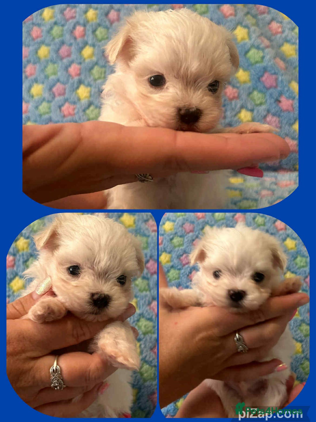 Maltese dogs for sale: Tiny kc registered maltese Korean boys  - Image 15