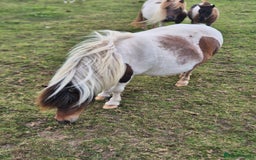 Shetland pony horses for sale: Miniature Shetland Mares in Launceston - Image 2
