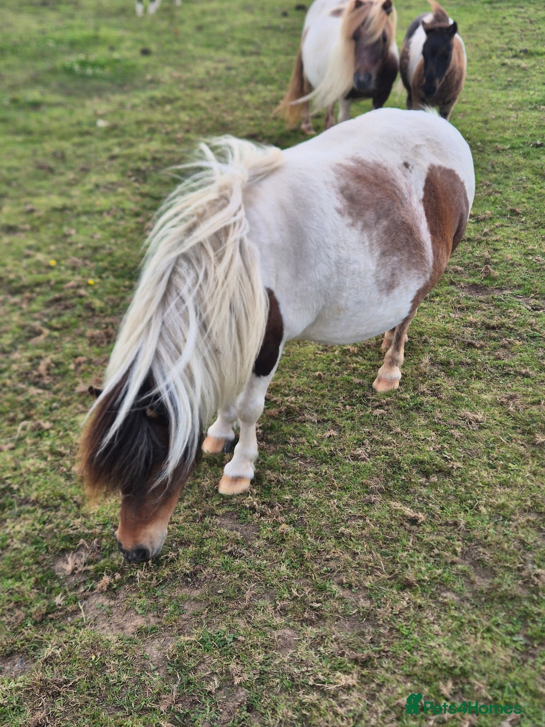 Shetland pony horses for sale: Miniature Shetland Mares in Launceston - Image 2