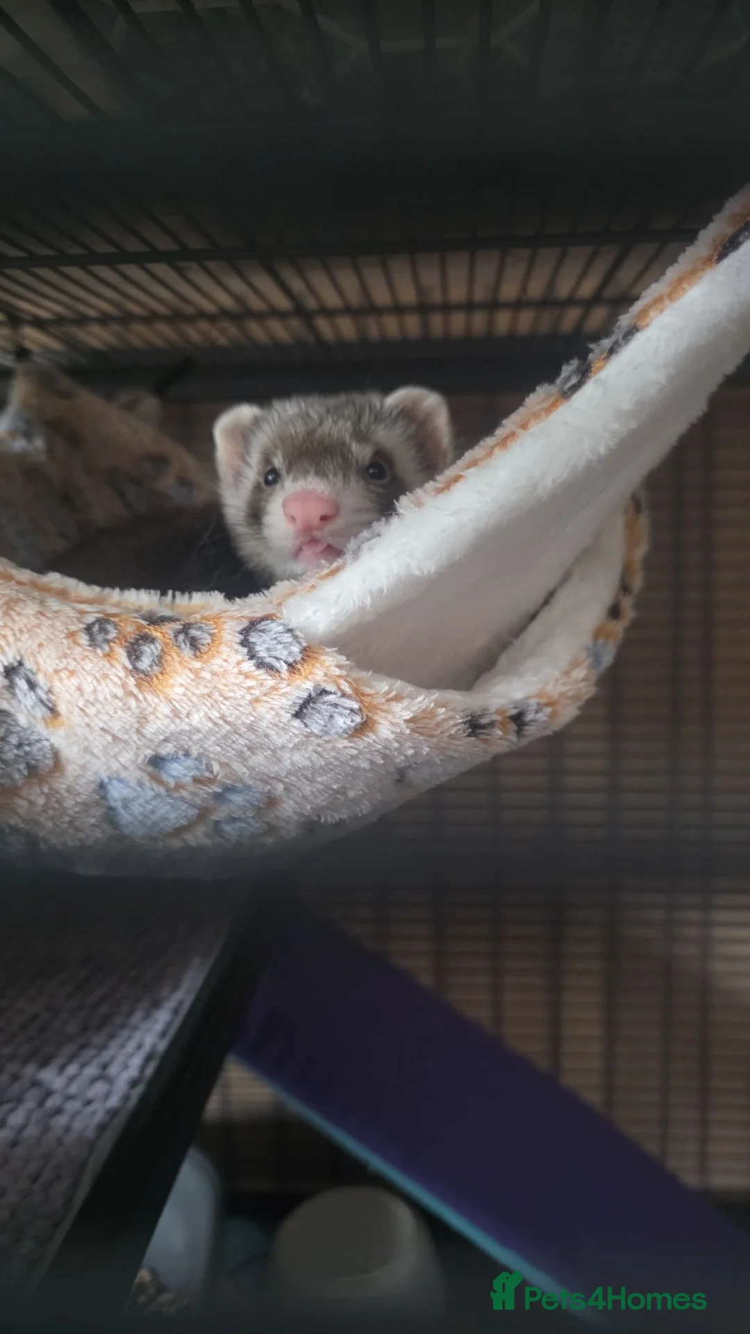 Ferret rodents for sale: 10 week old male ferret  - Advert 1