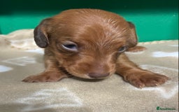 Dachshund dogs for sale: 3 beautiful/stunning dachshund puppies   - Advert 15