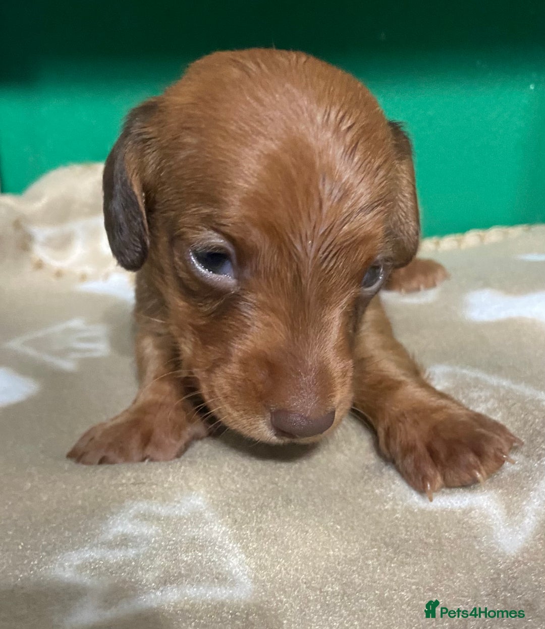 Dachshund dogs for sale: 3 beautiful/stunning dachshund puppies   - Advert 15