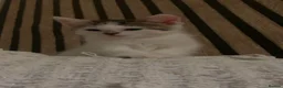 Mixed Breed cats for sale: 4 loving kittens looking for there forever home - Advert 4