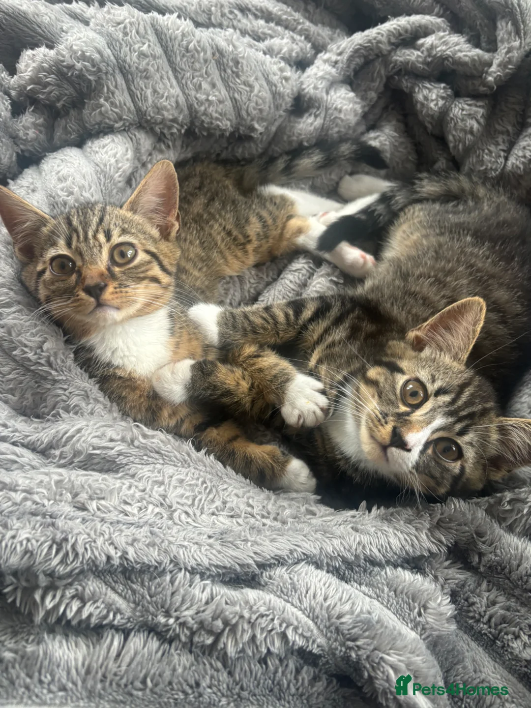 Mixed Breed cats for sale: Bengal cross kittens  in Rainham - Advert 2