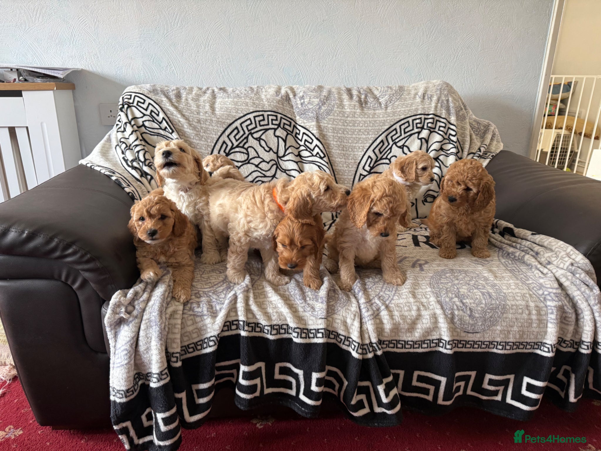 Cockapoo dogs Beautiful F1B Cockapoo Toy Poodle puppies for sale - Advert 1