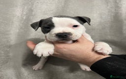 Staffordshire Bull Terrier dogs for sale: BEAUTIFUL STAFFY LITTER STUNNING COLOURS - Image 8