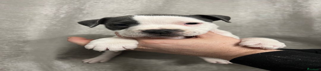 Staffordshire Bull Terrier Puppy 4 blue and white