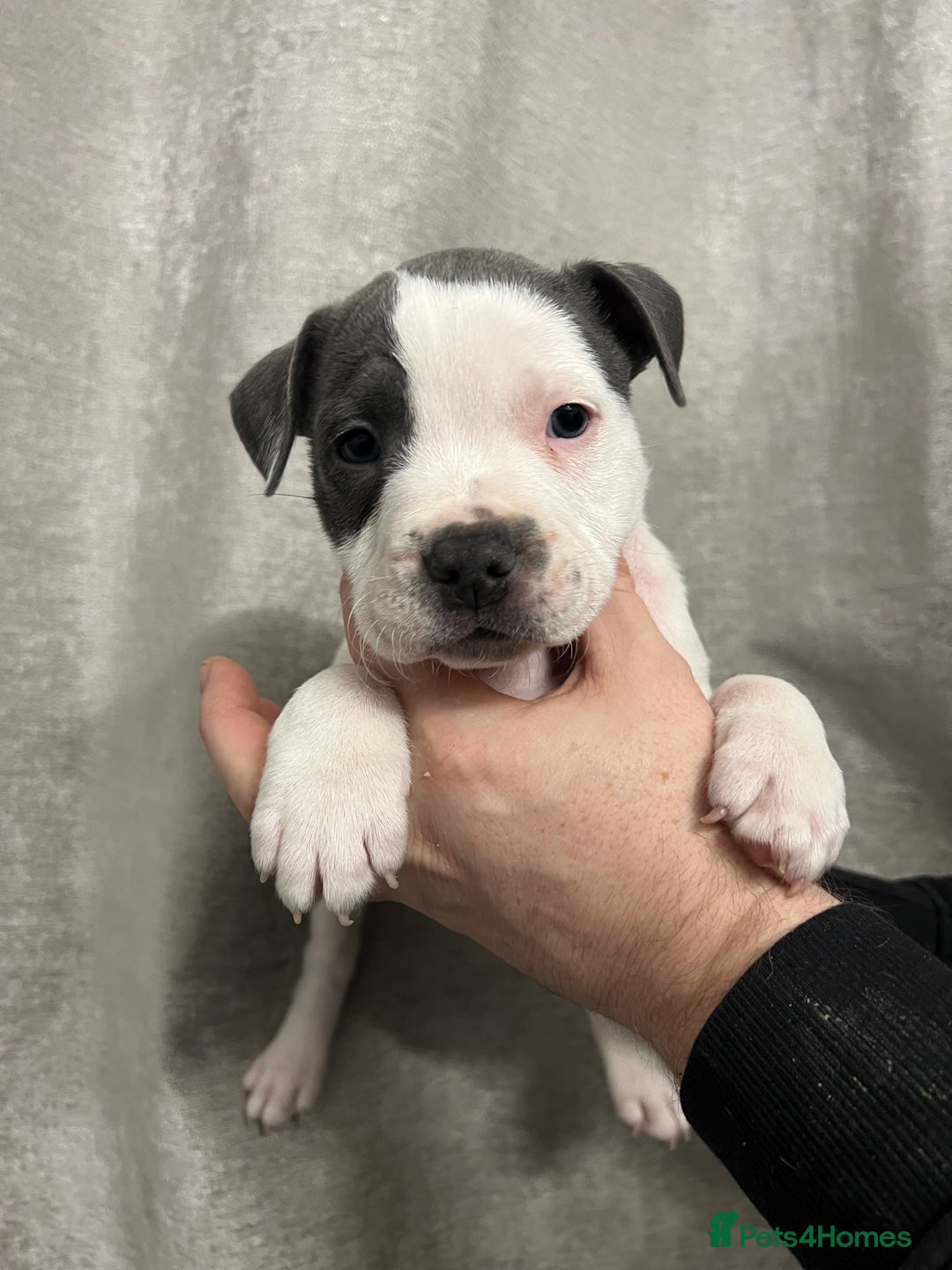 Staffordshire Bull Terrier dogs for sale: BEAUTIFUL STAFFY LITTER STUNNING COLOURS - Image 8