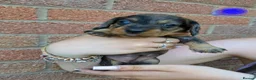 Dachshund dogs for sale: Miniature wire dachshund puppies - Advert 31