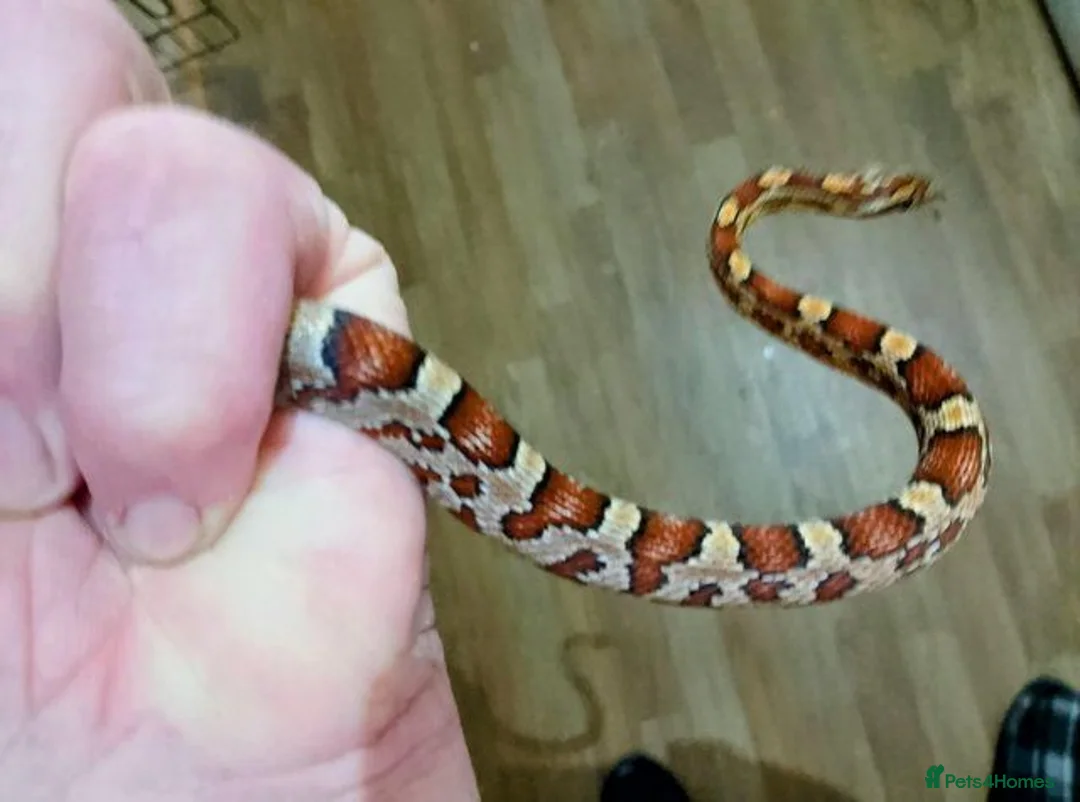 Corn Snake reptiles for sale: YOUNG / ANERY CORN SNAKE - Advert 2