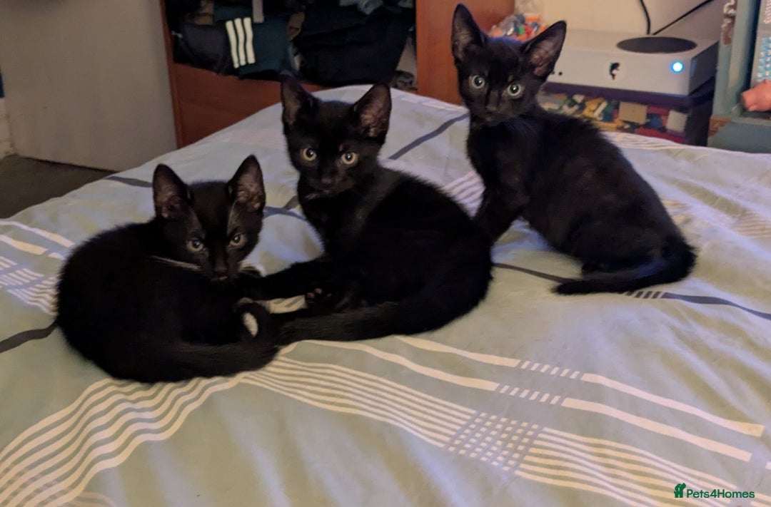 Mixed Breed cats for sale: Kittens - Image 4