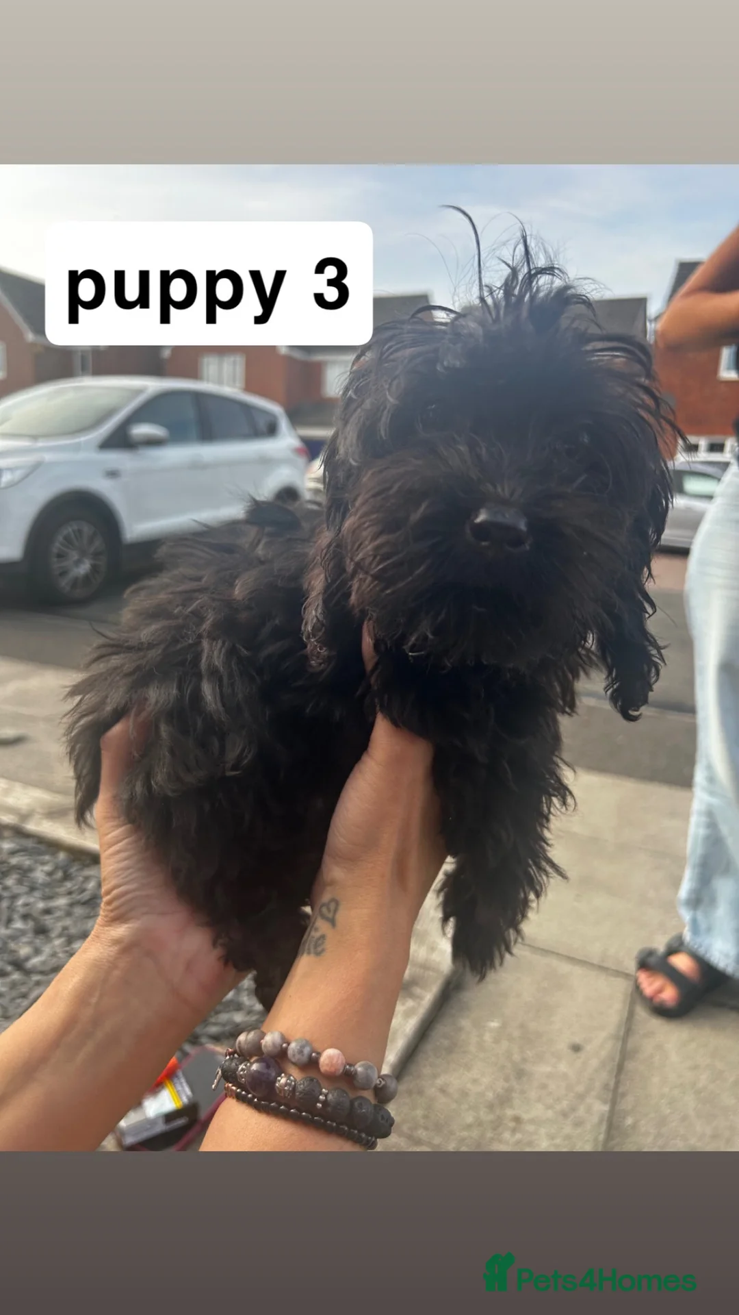 Cockapoo dogs for sale: Cockapoo Female Puppies in Workington - Advert 2