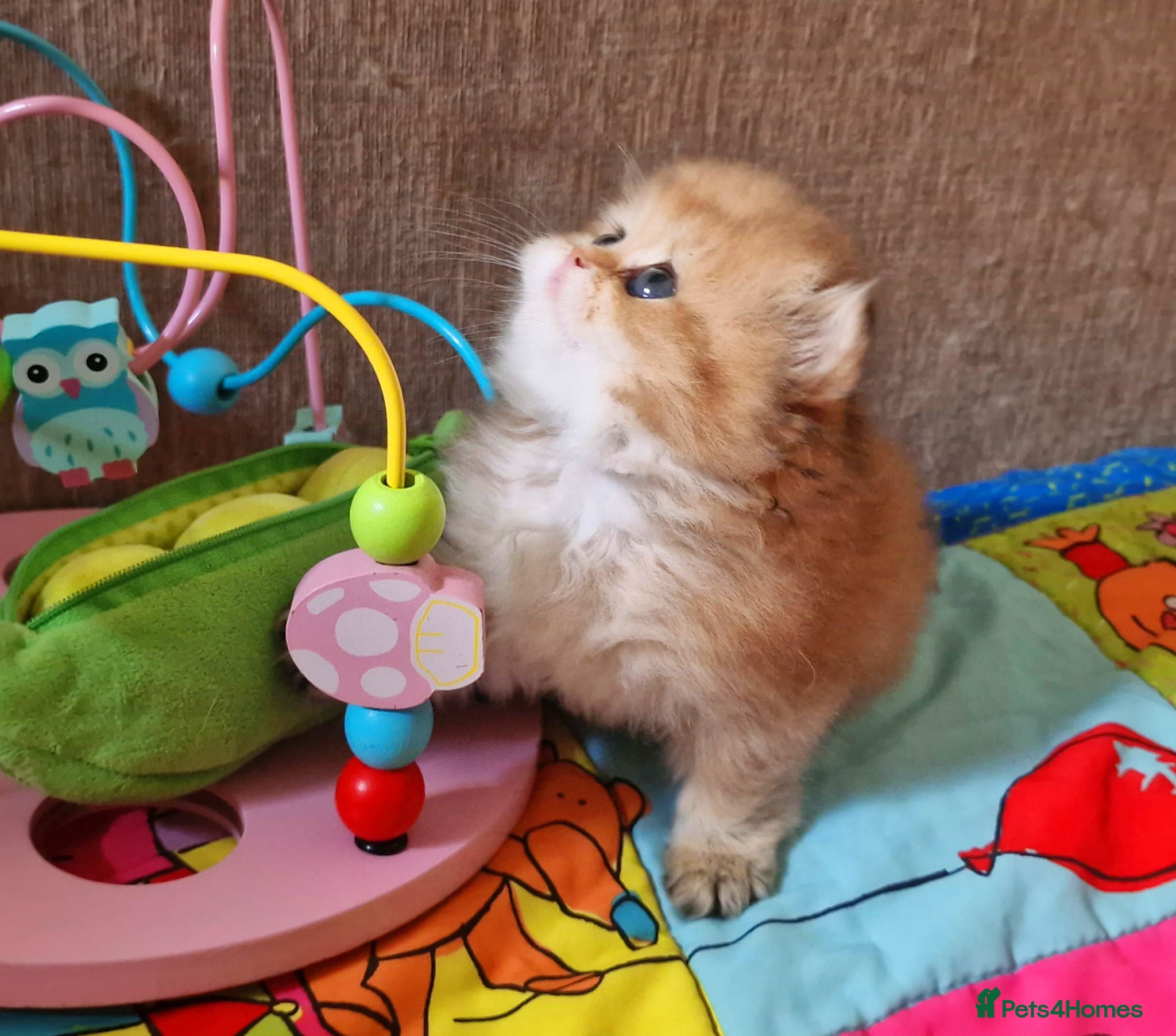 British Longhair cats 💖 Golden British Medium/Longhair Girl 💖 - Advert 8