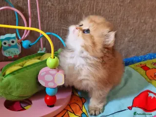 British Longhair cats 💖 Golden British Medium/Longhair Girl 💖 - Advert 1