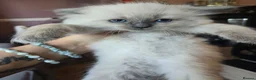 Ragdoll cats for sale: Just 2 left: Purebred female Ragdoll kittens - Advert 9