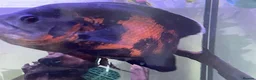 Cichlids fish for sale: Young Oscar Tiger Cichlid - Advert 2