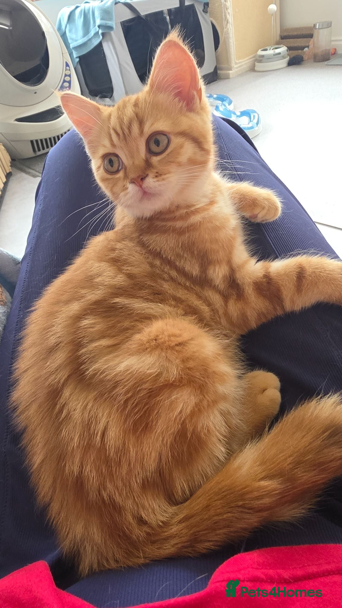 Scottish Fold cats READY NOW RARE INSTAGRAM KITTENS  - Advert 1