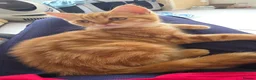 Scottish Fold cats for sale: READY NOW RARE INSTAGRAM KITTENS  - Advert 10