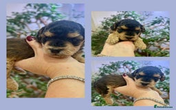 Cockapoo dogs for sale: 4⭐️Licensed Breeder Cockapoo Puppies - Image 15