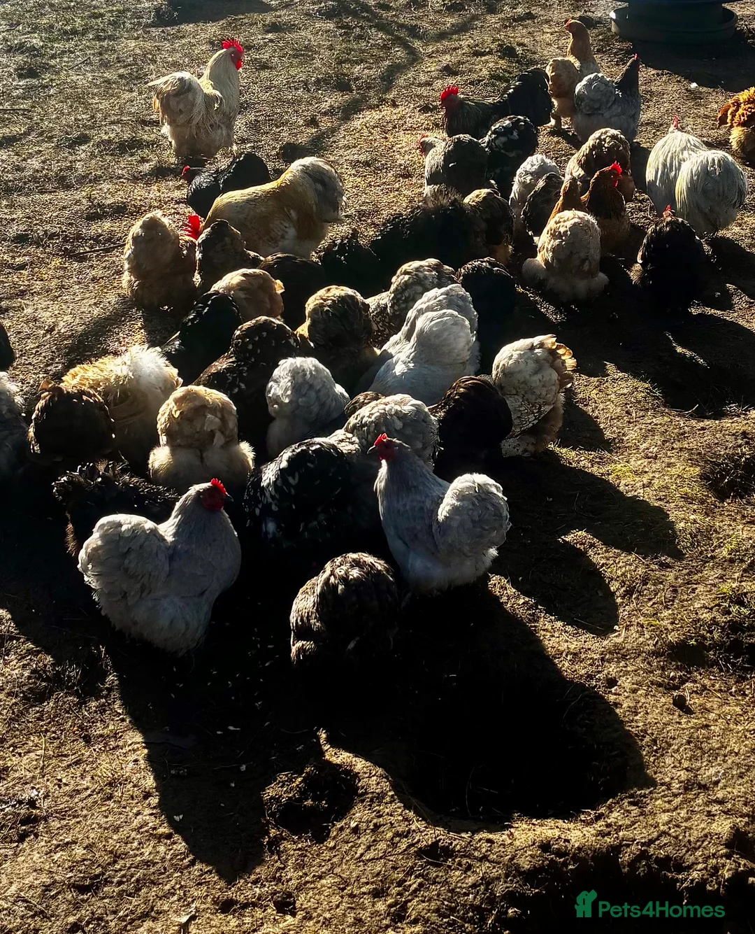 Chickens poultry for sale: Mixed Pekin Bantam Hatching Eggs  in Sturminster Newton - Advert 4