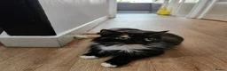 Ragdoll cats for sale: 3 kittens - Advert 1