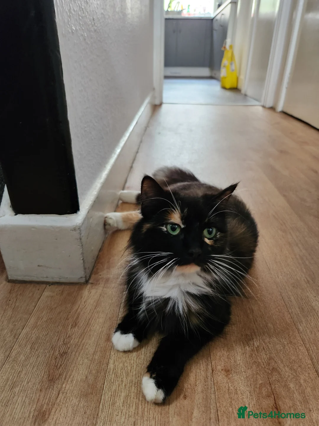 Ragdoll cats for sale: 3 kittens - Advert 1