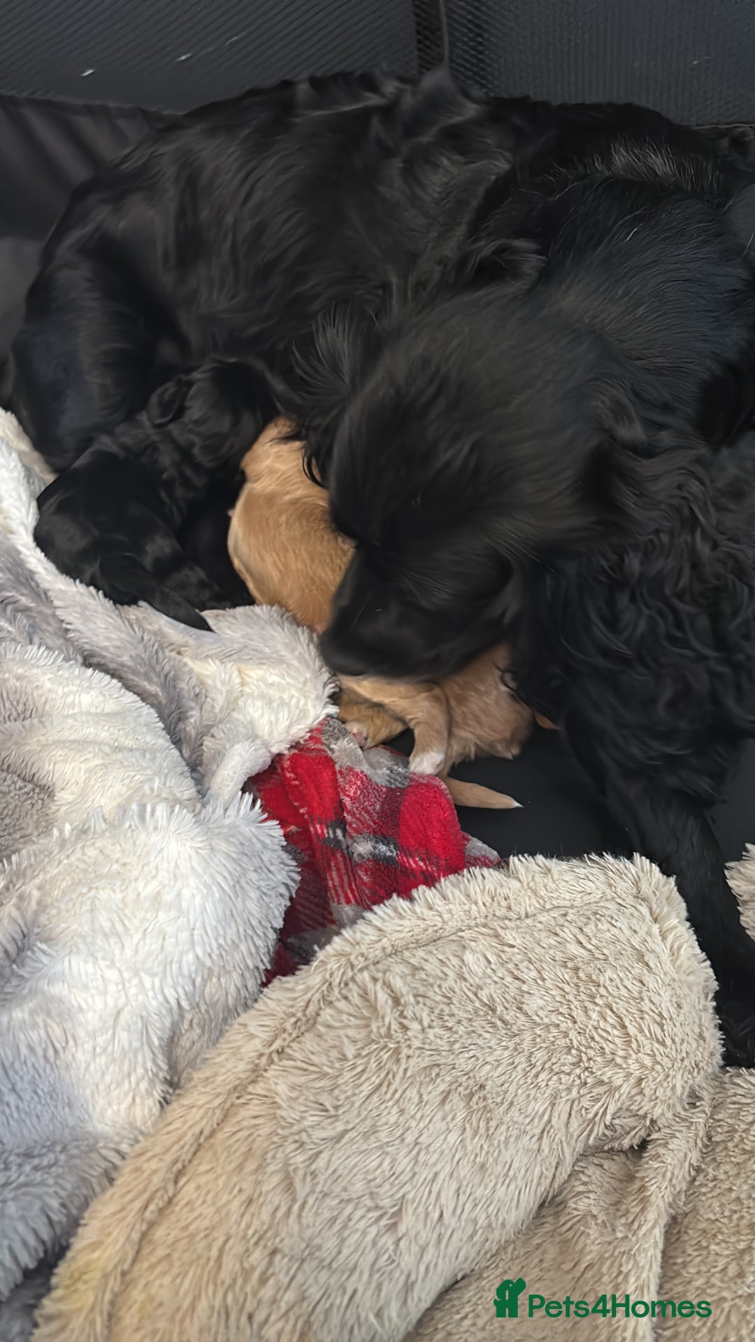 Cockapoo dogs for sale: Cockapoo puppies F1B - Image 22