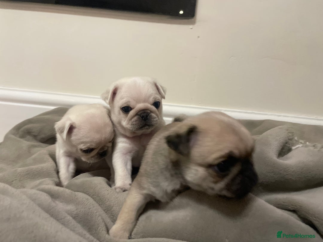 Pug dogs for sale: Beautiful pugs  - Advert 11