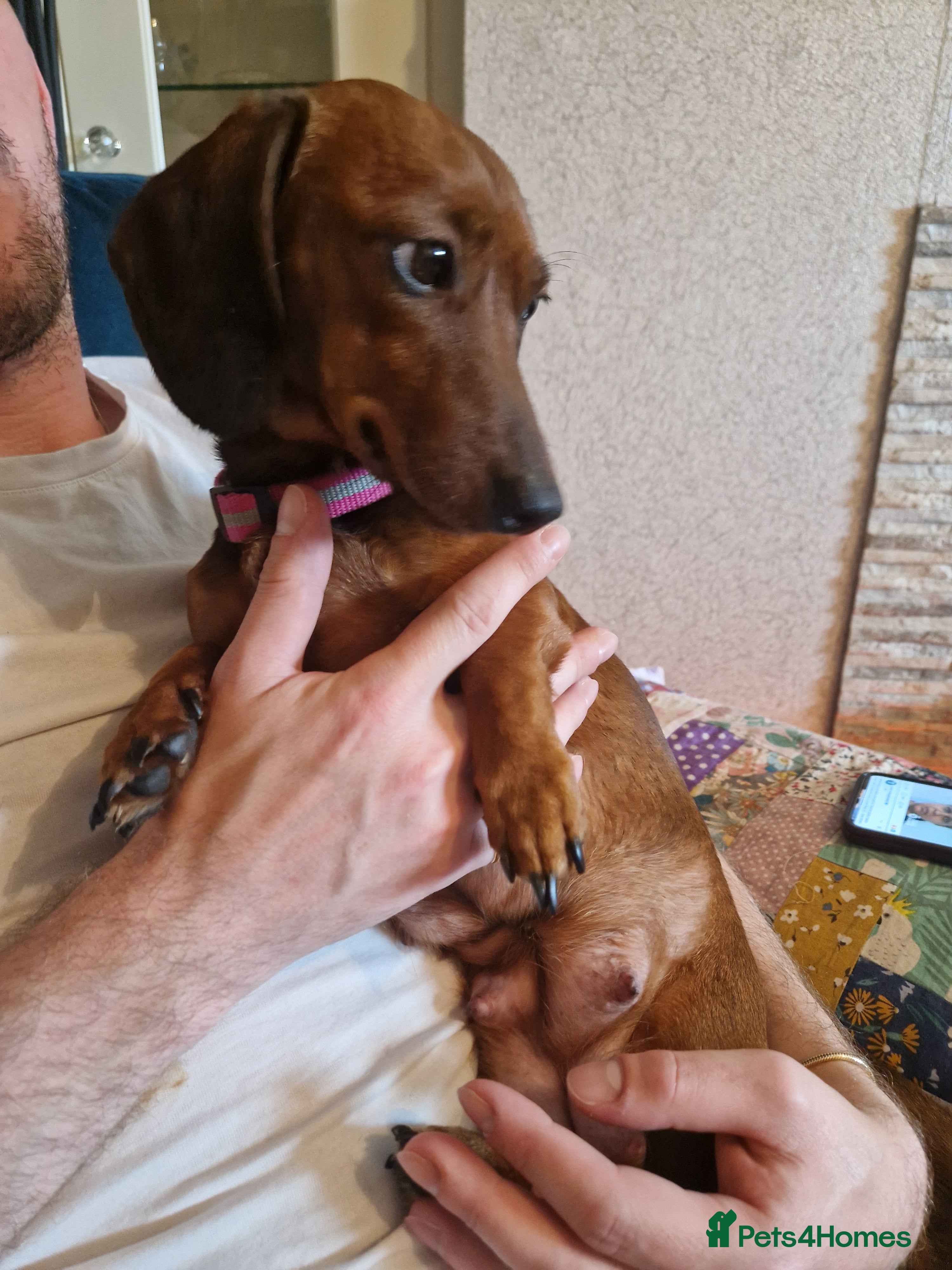 Daisy