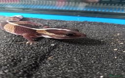 Gecko reptiles for sale: Baby fat tail gecko - Image 1