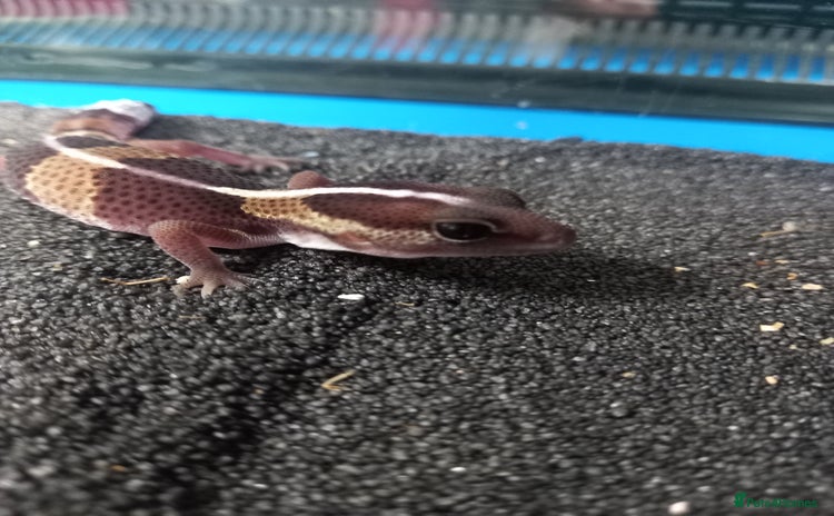Gecko reptiles - Advert 2